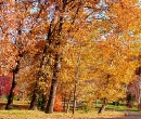 Farm-Trees-Avenue-22nov2003-L