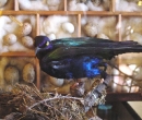 Blue Black bird