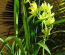 Orchids and Fronds 1