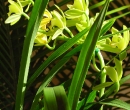 Orchids and Fronds 3