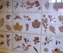 leaf specimens