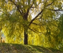 Farm weeping willow 19nov04