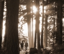 LAKE Thru the woods vert crop sepia