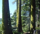 Lake 3 lichen covered trees