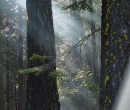 Light shafts in the woods