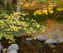 Pool in the Creek in Lithia Park