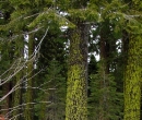 Tree stump and lichen trees cropped