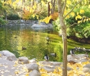 Upper Duck Pond in Lithia Park